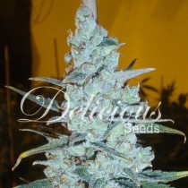 cannabis seeds of Critical jack herer