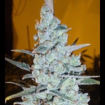 Critical Jack Herer Auto