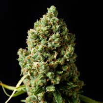 Critical Kush Feminized