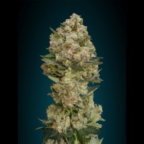 Critical Mass x Brazilian x South Indian Advanced seeds