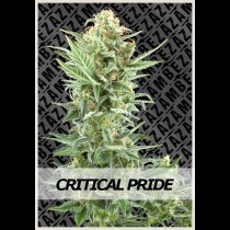 Critical Pride