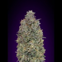 Critical Purple Kush