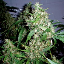 Critical Rapido autoflowering