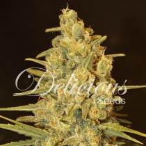 Critical Sensi Star