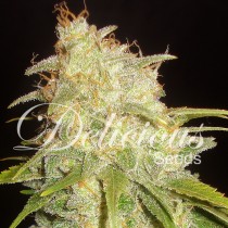 Critical Yumbolt