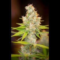 Cuvée TGA Subcool Seeds