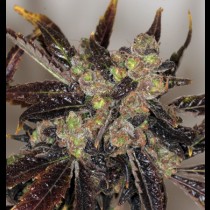 Da Purps