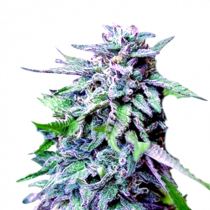 Daddy Purple