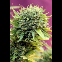 Dairy Queen TGA Subcool Seeds
