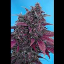 Dark Devil Auto