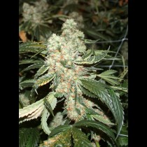 Darkstar TH Seeds