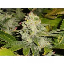 Deadhead OG Review