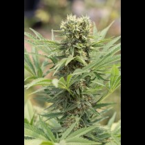 Dedoverde Haze