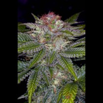 Deep Purple TGA Subcool Seeds