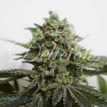 Delimed CBD THC 0.6 CBD 20