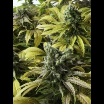 Desert Diesel
