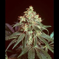 Devil Mr Nice Seeds