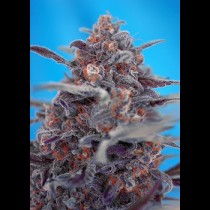 Devil Cream Auto