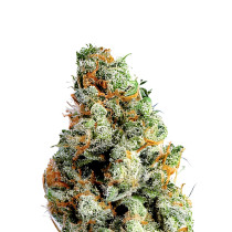Brooklyn Diesel Auto