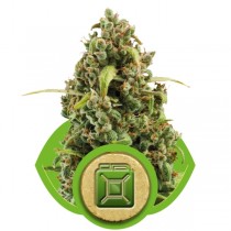 Diesel Automatic Strain