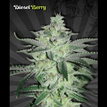 Diesel Berry