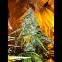 Diesel Bulk Seeds