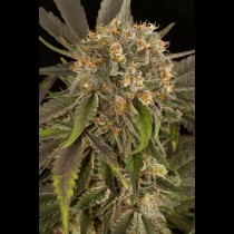 Blue Kush