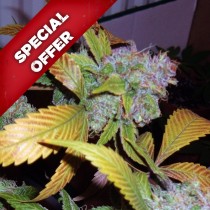 blueberry cannabis seeds promo