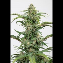 Dinamed CBD Autoflowering