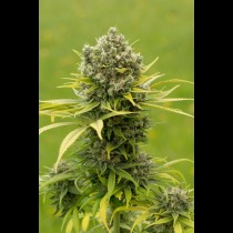 Dinamed CBD Plus