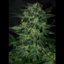 Domina Star