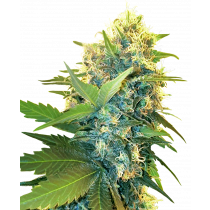 Double Kush Cake