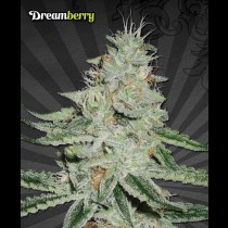 Dreamberry