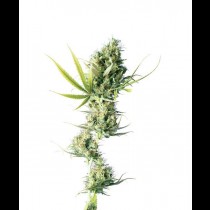 Durban Regular cannabis seeds
