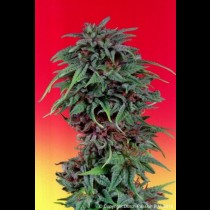 Durban Poison Feminised