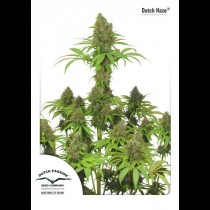 Dutch Haze Dutch Passion