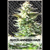 Dutch Amnesia Haze