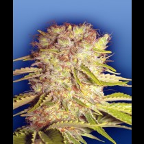 Dutchmen’s Royal Orange