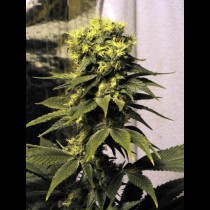 Early Queen Mr Nice Seeds