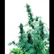 Early Skunk Regular seeds