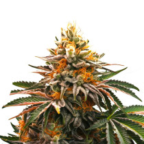 EARLY SKUNK