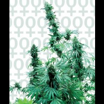 Early Skunk cannabis