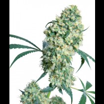 Ed Rosenthal Super Bud Regular