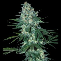 El alquimista Samsara seeds