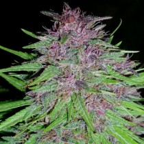 Erdpurt | Ace Seeds