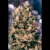 Euforia Feminized bud