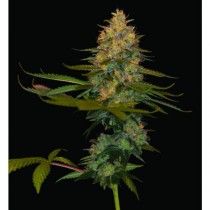 Exodus Kush
