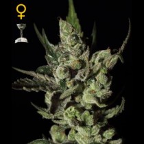 Exodus Cheese