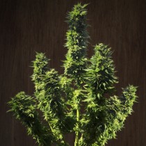 Fatty Bubba | Ace Seeds