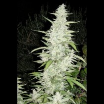 Female seeds Maroc